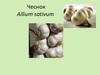 Чеснок Allium sativum . Научная классификация