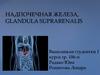 Надпочечная железа, glandula suprarenalis