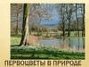 Первоцветы в природе
