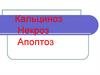 Кальциноз. Некроз. Апоптоз