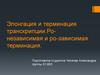 Элонгация и терминация транскрипции. Ро-независимая и ро-зависимая терминация